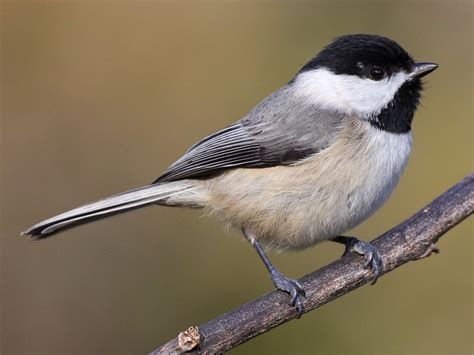 Carolina Chickadee - eBird