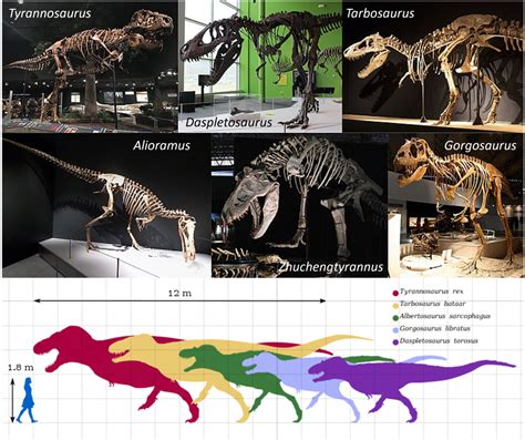 Episode 120 – Tyrannosaurs – COMMON DESCENT