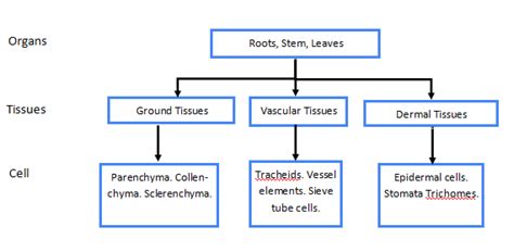 Types Of Plant Tissue: Type, Definition, Classification, Function