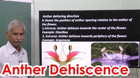 36.Botany | Reproductive Morphology | Anther Dehiscence - YouTube