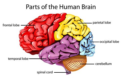 brain injury - Clip Art Library