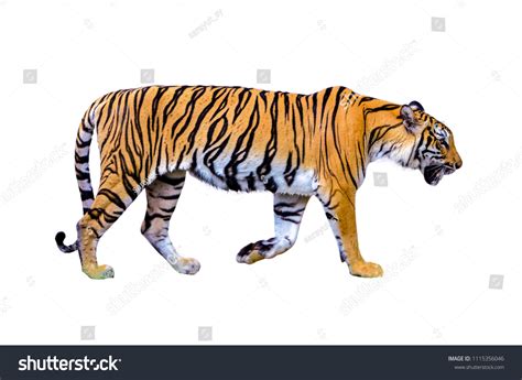 Tiger White Background Isolate Full Body Stock Photo 1115356046 ...