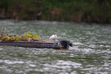 Wildlife on Danube River Near Regensburg City, Germany Stock Photo ...