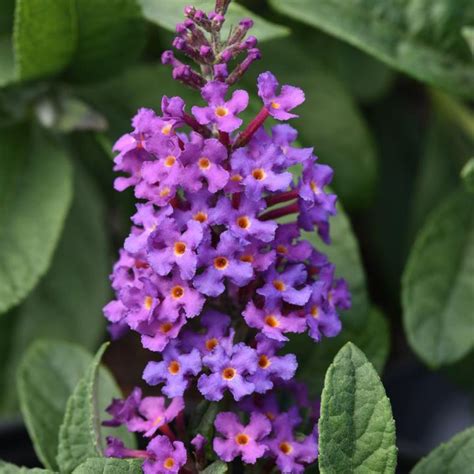 RoyalRazz® Butterfly Bush | Plant Addicts