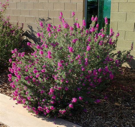 Flowering Shrubs For Full Sun Zone 9 : 10 Shrubs That Thrive in Warm ...