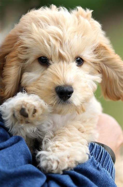 cockapoo images | Cockapoo Photo Gallery - The Cockapoo Club of GB ...