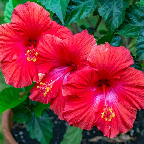 Hibiscus Red - 5 Gallon - PlantClearance.com