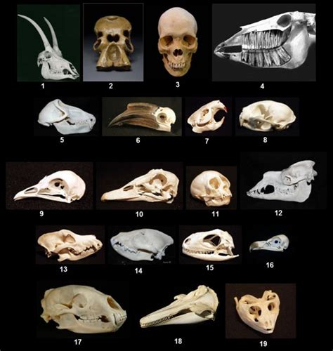 Name That Skull | Animal skulls, Small pets, Animal bones