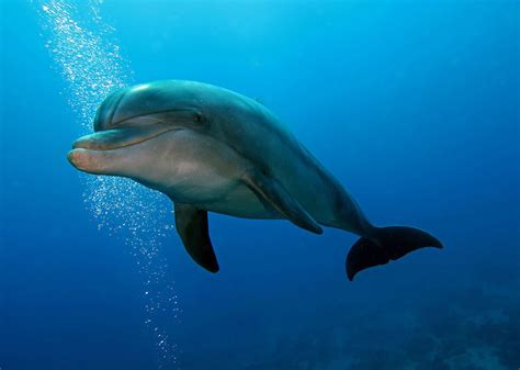 Here’s Why I’m Glad I Never Went Swimming With Dolphins