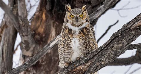 Great Horned Owl Overview, All About Birds, Cornell Lab of Ornithology