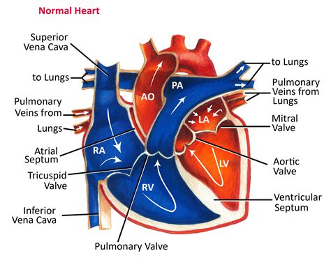 Normal Heart Anatomy and Blood Flow - Pediatric Heart Specialists