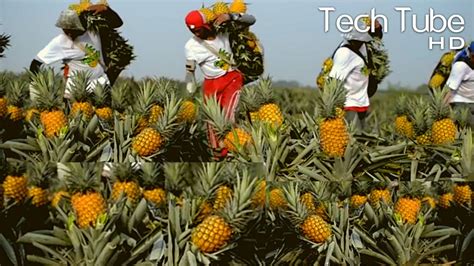 Modern Pineapple Cultivation | Pineapple Farming and Harvest ...