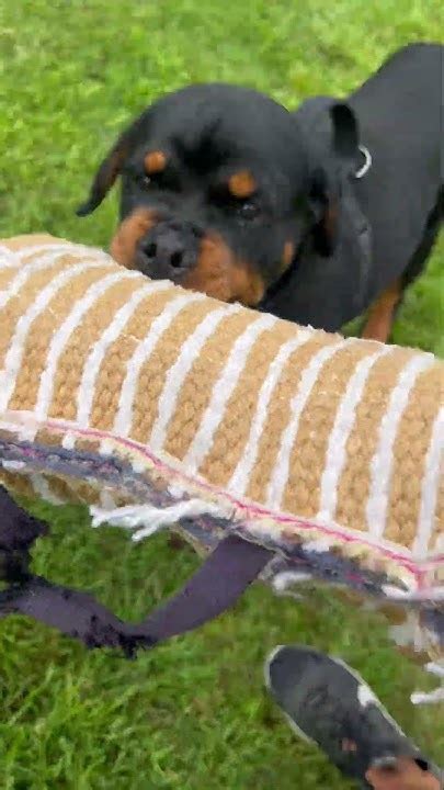 4month puppy Rottweiler Bite Training - YouTube