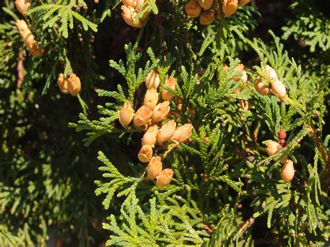 Download free photo of Cypress,tree,cones,needles,trees - from needpix.com