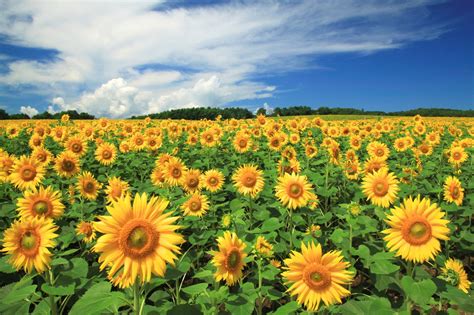 Anime Flower Field Scenery Find and save images from the anime scenery ...