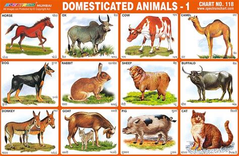 Spectrum Educational Charts: Chart 118 - Domesticated Animals 1 ...