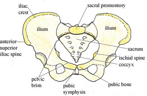 Ischial Spine | Importance and Identification - KEY TO INFO