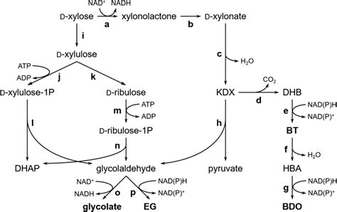 Biosynthetic pathways of chemicals from xylose. DHAP, dihydroxyacetone ...