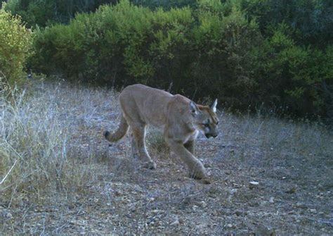 Mountain Lion Spotted Near Residential Area in Sonoma County ...