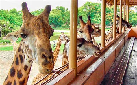 Everything You Need To Know About Visiting Safari World Bangkok ...