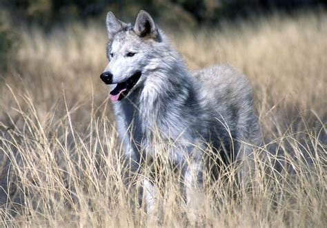 World of Wildlife: Gray Wolf Facts