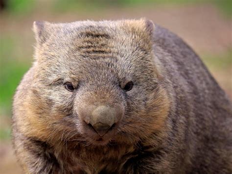 Scientists solve mystery of how wombats produce cubed poo | The ...