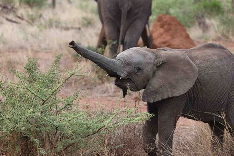 Amazing facts about Baby Elephants - The Elephant Guide