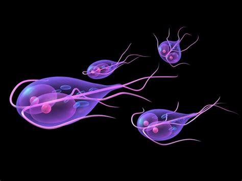 GIARDIA LAMBLIA (FLAGELADO INTESTINAL)