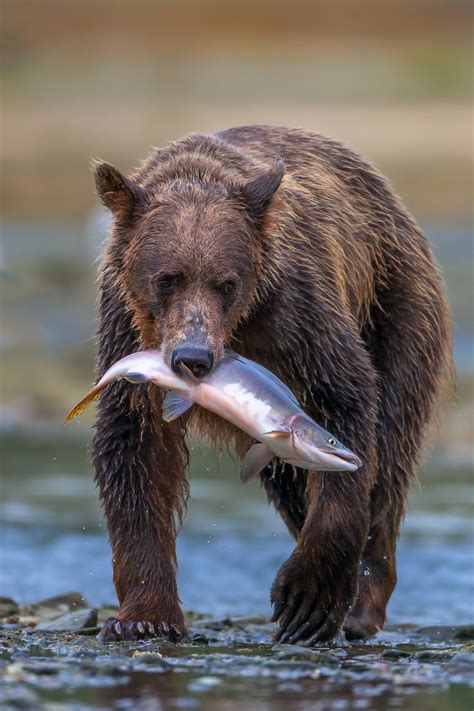 Grizzly Bear Walking With Salmon Fine Art Photo Print | Photos by ...