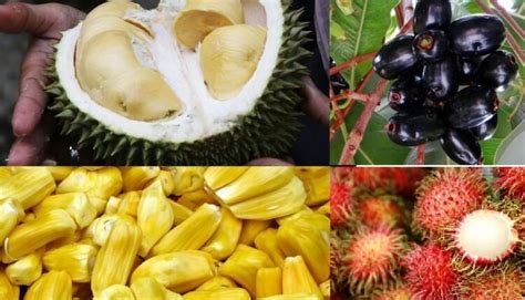 Pengertian,Jenis dan Potensi Buah Tropis Indonesia