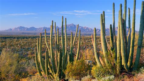 Terrestrial Habitat Desert