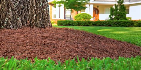 Pine Straw vs Mulch | Which One Should I Use? [Pros & Cons ...