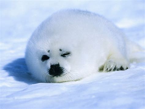 Baby Harp Seal - Animals Photo (39714069) - Fanpop