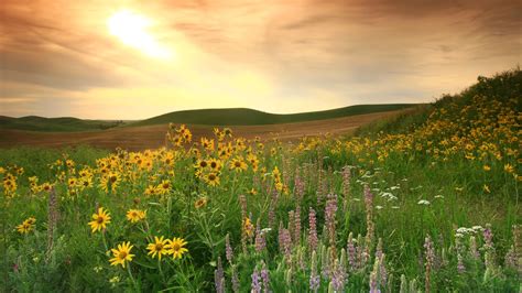 Canada’s beautiful prairie grasslands are among the most endangered ...