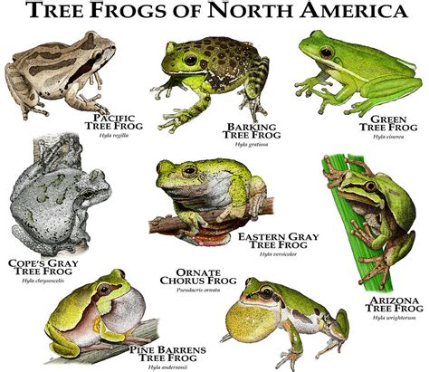 Types of Tree Frogs Found in the USA – Nature Blog Network