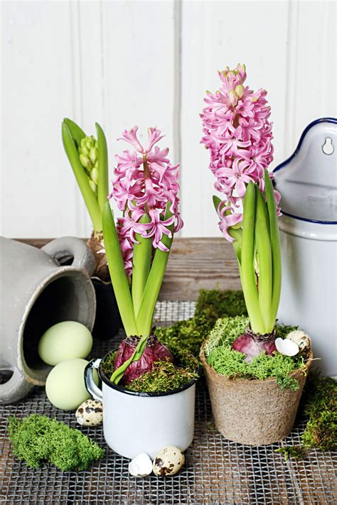 How To Force Hyacinth Bulbs Indoors - Town & Country Living