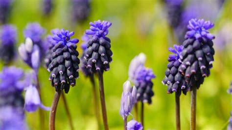 Grape Hyacinth: How to Grow Muscari for Easy Spring Color