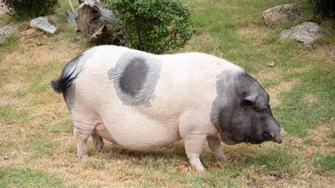 6 Best Pig Breeds for Meat in the World