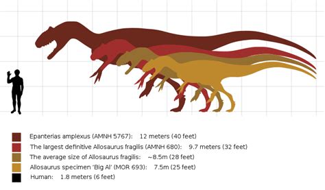 A Truly Exceptional Allosaurus | Science | Smithsonian