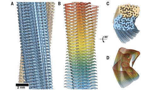 Cryo-EM Structure Of Islet Amyloid Polypeptide Fibrils