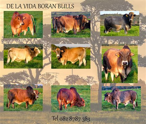 DE LA VIDA BORAN CATTLE STUD & EMBRYOS | It's a way of life with Boran ...