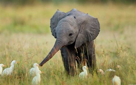 Really Cute Baby Elephants