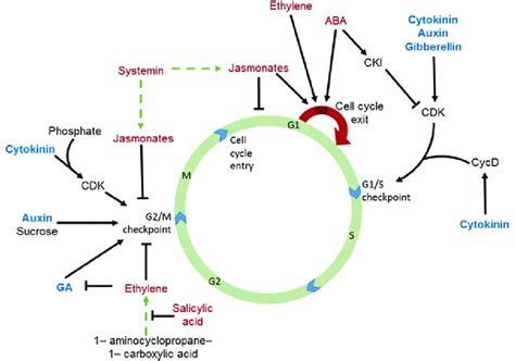 Schematic diagram of the plant cell cycle and regulatory actions of ...