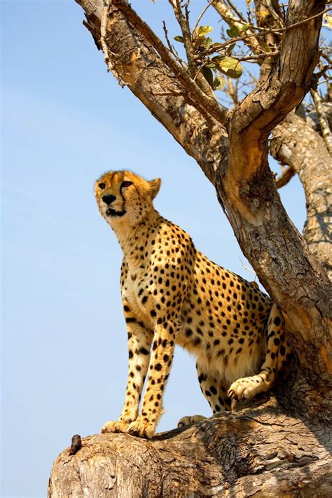 Cheetah Facts for Kids: Cheetah Photos & Interesting Facts About ...