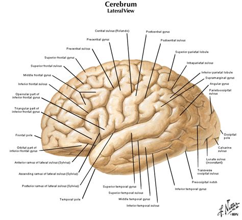 Duke Neurosciences Lab 1: Surface Anatomy Of The Brain, 45% OFF