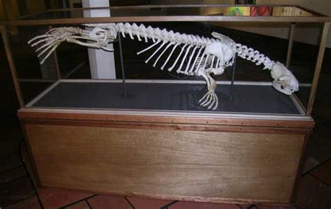 Harbor Seal Skeleton — SeaDoc Society