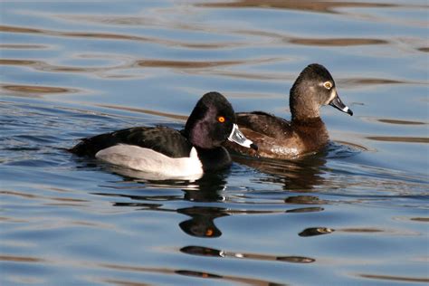 The Ring-Necked Ducks breeding pair | Duck, Birding journal, Waterfowl