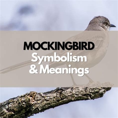 What Does a Mockingbird Symbolize? - Symbol Genie