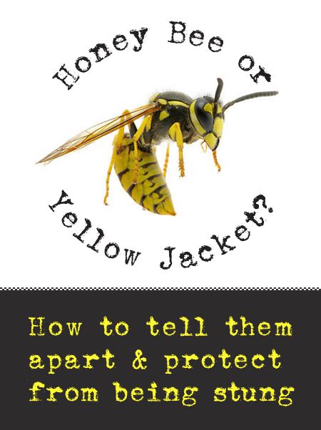 How to Identify Yellow Jackets and Protect from Being Stung - Pretty ...