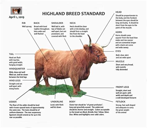 Heartland Highland Cattle Association - Highland Breed Standards